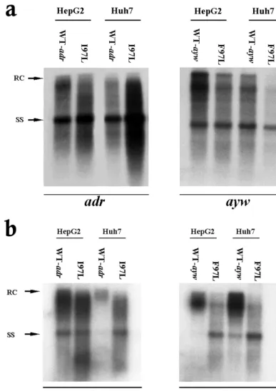FIG. 1. Signiﬁcantly increased viral DNA synthesis and virion secretion of HBV adr(a) Ten micrograms of each plasmid DNA was transfected into HepG2 and Huh7 cells