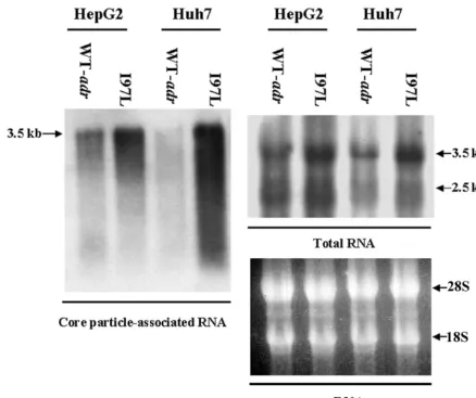 FIG. 3. Mutant I97L encapsidated more pregenomic RNA than its parental wild-type virus in both HepG2 and Huh7 cells