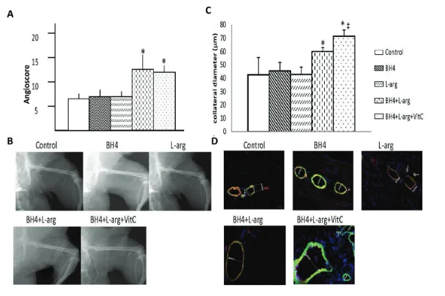 Figure 5. Effects of BH4, versus BH4 + after induction of hindlimb ischemia. (A) The angioscore, determined 42 d after the in-duction of hindlimb ischemia and calculated as described in the text, was greater in ratsreceiving BH4 + BH4 + tamin C further inc