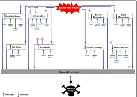 Figure 3 Schematic diagram showing the cascade of molecular changes initiated by an injury to the spinal cord, which leads toneuronal dysfunction and death
