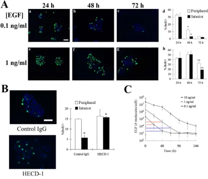 Figure 1. E-cadherin-mediated contact-inhibition triggers spatial patterns in cell 