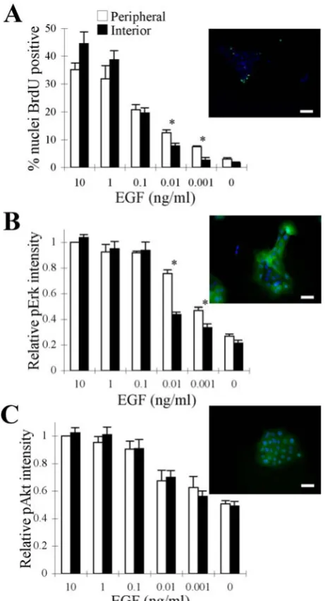 Figure 2: Selective attenuation of Erk, but not Akt, among interior cells correlates 