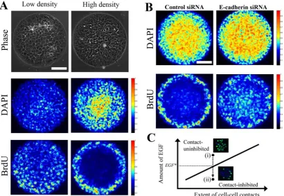 Figure 3: A quantitative balance between GFs and cell-cell contacts dictates the 