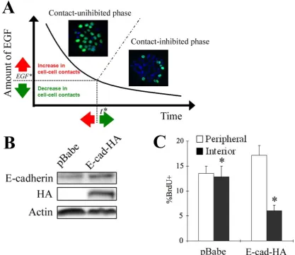 Figure 4: Spatial dynamics of epithelial growth can be modulated by tuning the 