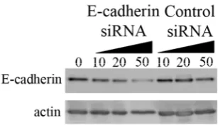 Figure S5.  Effect of siRNA treatment on E-cadherin expression.  Cells were 