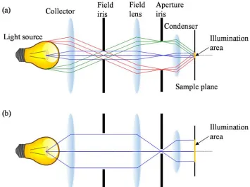 Figure 1.4: Microscope illumination path. Kohler illumination. (a) Small field and wide  angle illumination