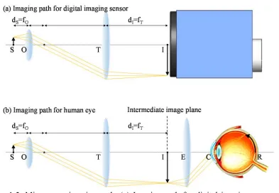 Figure 1.5: Microscope imaging path. (a) Imaging path for digital imaging sensor. (b) Imaging path for human eye
