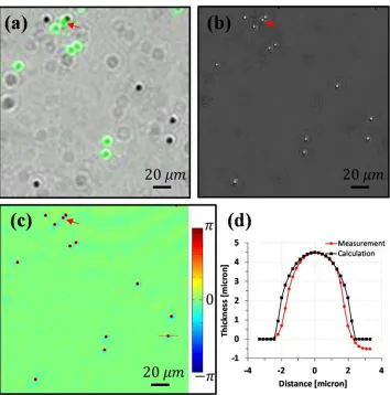 Figure 3.6: Multi-modal imaging of EmSight. Sample is mixture of 4.5 µm green 