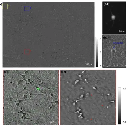 Figure 3.9: Large FOV imaging of the EmSight. The sample is mouse ventral midbrain 