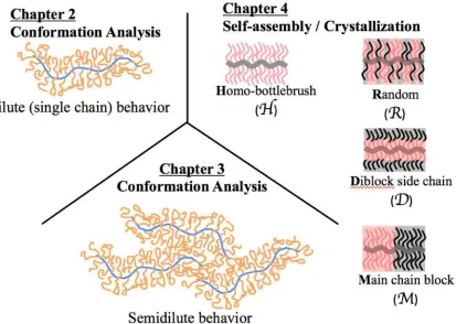 Figure 1.1.  Thesis overview.  Conformation analysis in dilute conditions are discussed in Chapter 2, conformation analysis in semi-dilute conditions are discussed in Chapter 3, and self-assembly and crystallization behavior of bottlebrush systems are disc