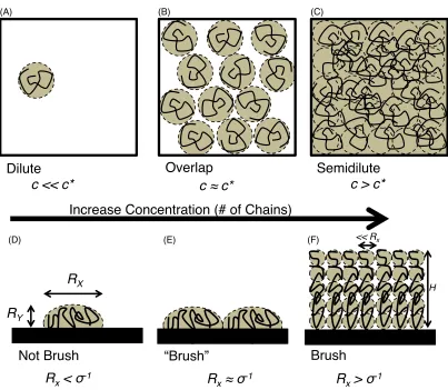 Figure 1.6.  Concentration regimes and the brush condition.  (A)-(C) shows the progression in increasing polymer concentration in solution with (A) representing dilute conditions, (B) representing polymers near the overlap concentration, and (C) representi