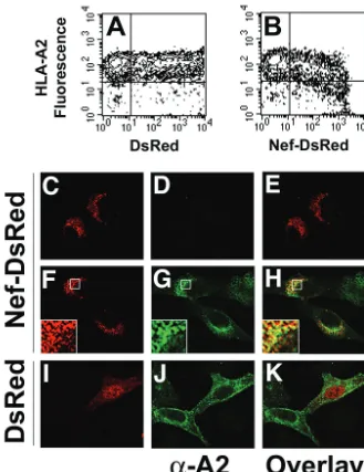 FIG. 1. HIV-1 Nef-DsRed fusion protein causes reduction of cell surface MHC-I antigens, and colocalizes with MHC-I in the perinuclear area.(A and B) Nef-DsRed fusion protein downmodulates MHC-I