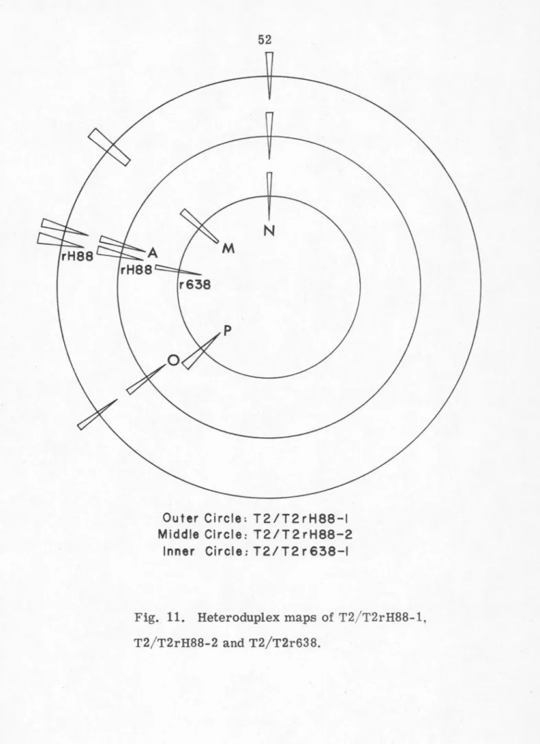 Fig.  11.  Heteroduplex maps  of  T2 / T2rH88-1 , 