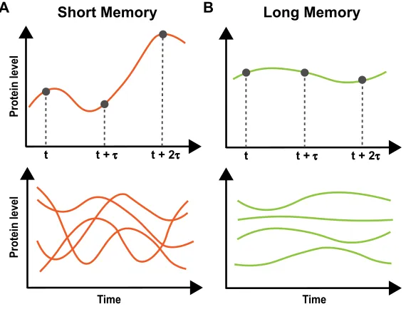 Figure 1.2: Memory of protein levels(A) Top: An example trace of protein levels over time with short memory