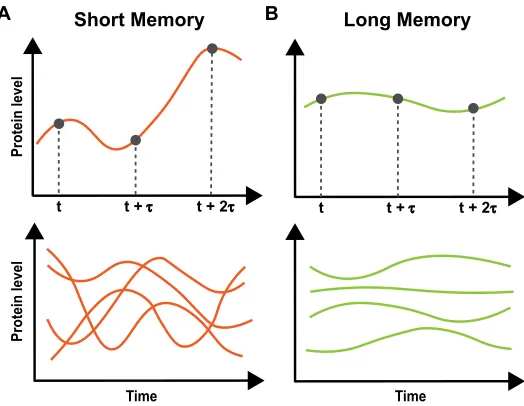 Figure 1.2 (reproduced): Memory of protein levelsTop: An example trace of protein levels over time with short (A) or long (B)memory