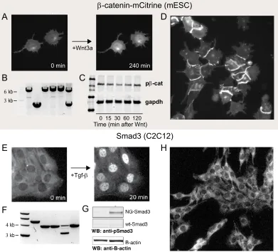 Figure 2.4: Characterization of ﬂuorescence-fusion β-catenin and Smad3(A) Live imaging the response of β-catenin-mCitrine cells to 150 ng/mL recombi-nant Wnt3A through mCitrine ﬂuorescence.(B) PCR of genomic β-catenin locus to validate homozygous integrati