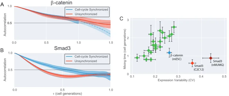 Figure 2.7: Cellular context modulates variability and memory of β-catenin andSmad3(A,B) Normalized rank autocorrelation functions for β-catenin (A) or Smad3 (B)levels, comparing traces that were digitally synchronized for cell cycle (Blue) vsunsynchronize
