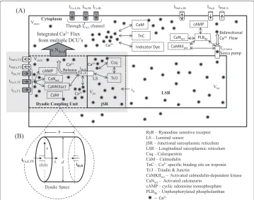 Figure 1 Cellular fluid compartments. (A) Model configuration showing dyadic space, jSR, LSR, myoplasmand SL; (B) Inset provides a more detailed description of the dyadic space showing the coupling of the twotypes of Ca2+ channels (trigger and Ca2+ release