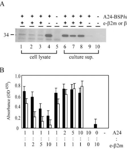 FIG. 2. Secretion of MHC class I/e-�fected cells. (A) Detection of A24-BSPculture supernatants