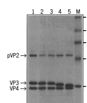 FIG. 2. Schematic representation of mutagenesis of the segment A cDNA clone. Plasmid pHB36W, containing the full-length cDNA sequenceof segment A preceded by a T7 promoter sequence and followed by the autocatalytic hepatitis delta virus ribozyme (HDR) and a T7 terminator,