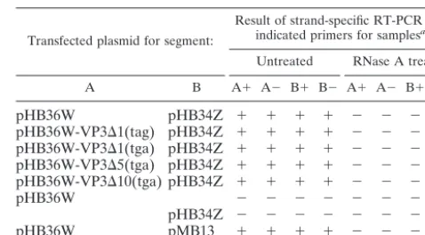 TABLE 2. RT-PCR analysis of the anti-VP3 immunoprecipitationreactions of Fig. 4B and D