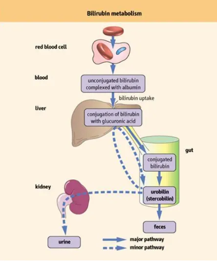 Fig. 3. Bilirubin Metabolism 