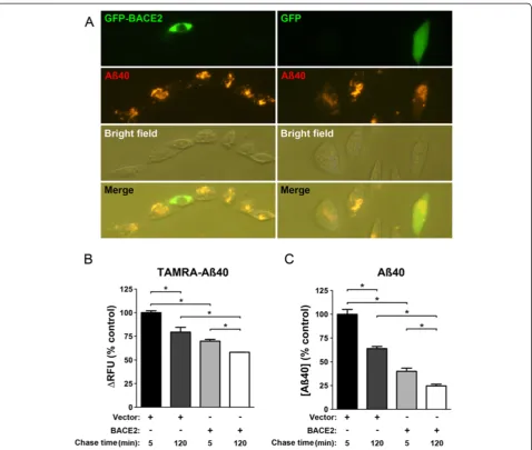 Figure 7 BACE2 degrades Aß at intracellular sites.rightwashed, then incubated at 37°C for 1 h prior to imaging by conventional fluorescence microscopy.intracellular Aß.intracellular (unmodified) Aß40 in CHO cells 0 and 2 hours after loading, as quantified 