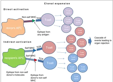Figure 1 Direct and indirect activation mechanisms. With the direct activation mechanism the donor’sAntigen Presenting Cell, expressing its MHC molecule (red) and carrying a general epitope (green), isrecognized from the T-Cell Receptor and activates T-cel