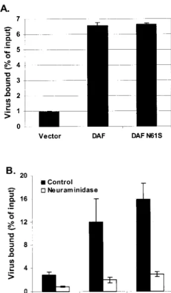 FIG. 4. The O-glycosylated domain of DAF is not directly involvedin EV70 binding. CHO cells constitutively expressing wild-type DAF