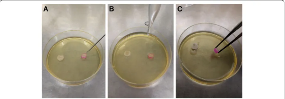 Fig. 1 Preparation of SRF specimens for in vitro use. a SRF is injected as a gel into a segmented tube reservoir placed on an agar plate