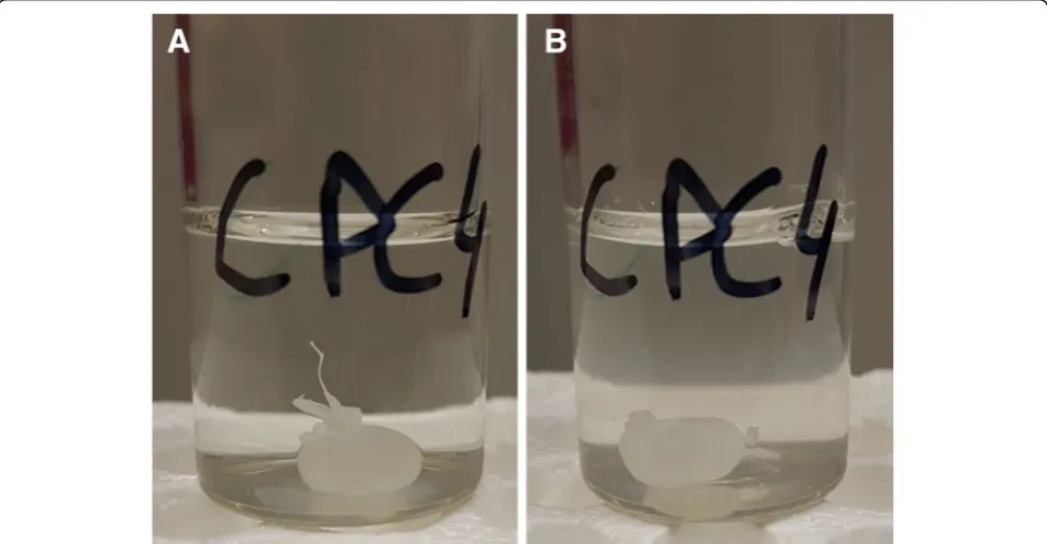 Fig. 2 Solidification of SRF-CPC. a About 20 s after injection. b After another 30 s of vigorous mixing