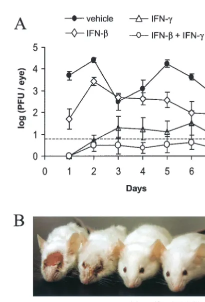 TABLE 3. Effect of IFN-� and IFN-� on the replication of three different HSV-1 strains