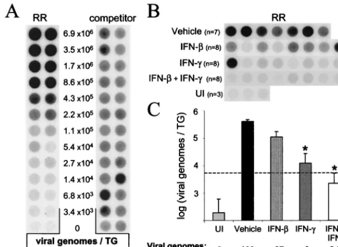 FIG. 7. Pretreatment with IFN-�6.8ampliﬁed from viral DNA standards. These DNA standards consisted of (i) twofold dilutions of HSV-1 genomes, (ii) a constant amount ofcompetitor (competitor-speciﬁc probes, and the ratio of RR to competitor PCR product was 