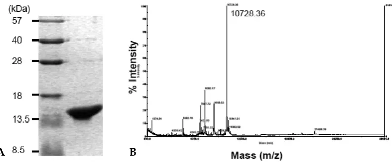 Fig. 1. SDS-PAGE and MALDI-TOF mass spectrum of recombinant His-IRF-5193-257. (A) SDS-PAGE analysis of purifiedHis-IRF-5193-257