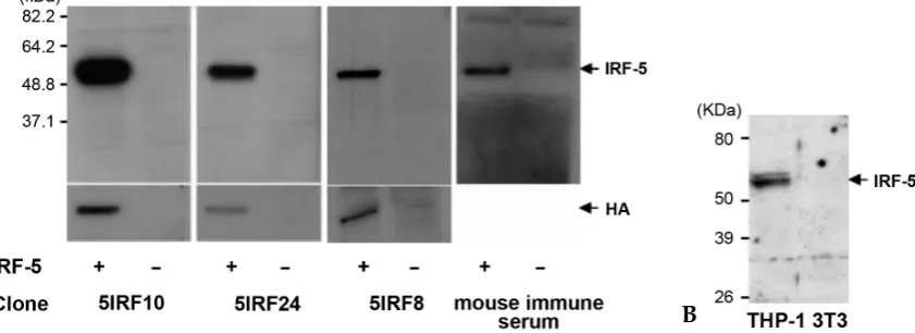 Fig. 2. Binding curve between the anti-IRF-5 monoclonal antibodies and the His-IRF-5193-257 protein
