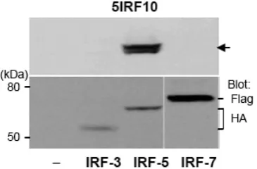 Fig. 4. Cross-reactive binding study. HA-tagged IRF-3,HA-tagged IRF-5, and Flag-tagged IRF-7 plasmids weretransfected into HEK293 cells