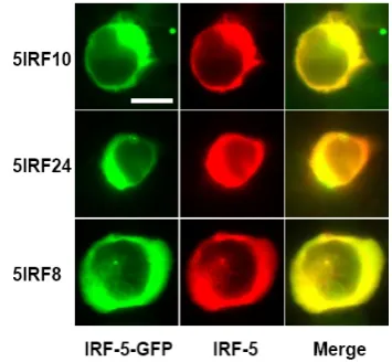 Fig. 7. Import of phosphorylated IRF-5 to the nucleus. (A) The localization of phosphorylated IRF-5 to the nucleus.HEK293T cells and RAW264.7 cells were transfected with an IRF-5 plasmid and treated with 20 nM OA for 6 h aftertransfection