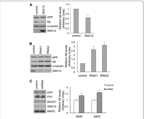 Figure 1 SNX12 regulates Amice at postnatal day 0 were infected with SNX12 shRNA or control lentiviral particles for 72 h