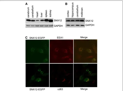 Figure 2 SNX12 is abundantly expressed in mouse brain tissues and localized in the early endosomes
