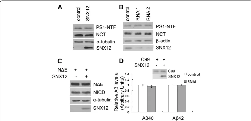 Figure 3 SNX12 does not affect γ-secretase activity. HEK-APPSwe cells were transfected with (A) SNX12 and control plasmids, or (B) twoSNX12 siRNAs (1 and 2) and a control scrambled siRNA