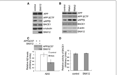 Figure 4 SNX12 affects β-processing of APP but not BACE1 level or activity. SH-SY5Y cells were transfected with (A) SNX12 and controlplasmids, or (B) two SNX12 siRNAs (1 and 2) and a control scrambled siRNA