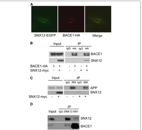 Figure 5 SNX12 interacts with BACE1.permeabilized and immunostained sequentially with primary antibodies against HA and secondary antibodies conjugated with Alexa Fluor 594(to indicate BACE1, in red)