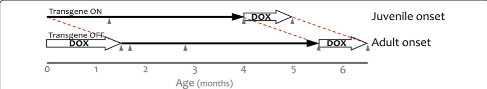 Figure 1 Using doxycycline to control the onset of transgenic APP expression. The tet-off APP model uses TTA expressed from the CaMKIIαpromoter to control the expression of mutant APP
