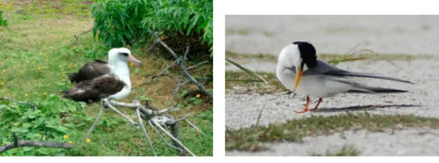 Figure 1.5: Example of a triangle query: “Which of these birds belong to the samespecies?”