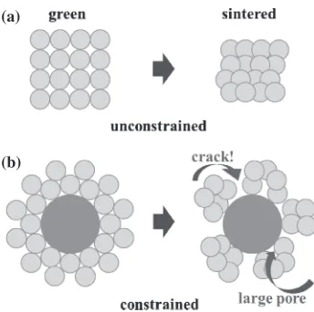 Fig. 5Schematic diagram of the sintering stress concept describing crackformation in four- and ﬁve-layered samples; (a) single component system(b) double component system with different in size.