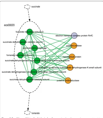 Figure 9 Possible candidates for biological pathway extension. Green cycles represent proteinsoverlapping with ecs00020; orange cycles represent candidate proteins that have no overlap but have thesame GO term as the pathway.