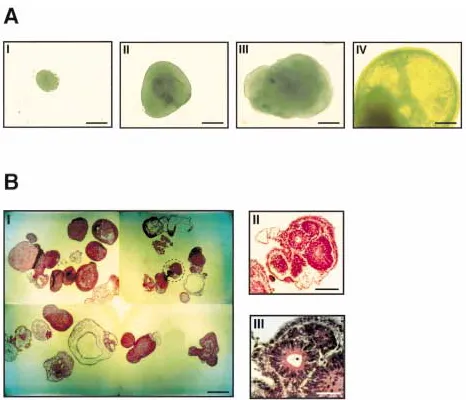 Fig. 1.Formation of human cystic embryoidbodies. (A) Time scale of hEBs development.Shown from left to right is a gradual growth andtransformation with time of simple, densely packedhEBs into cystic hEBs