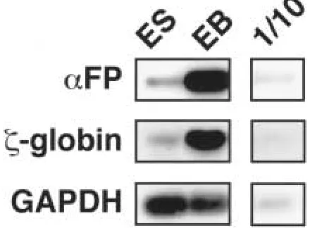 Fig. 2.Expression of cell-speciﬁc genes in hu-�drogenase (GAPDH) in human embryonic stemman cystic embryoid bodies