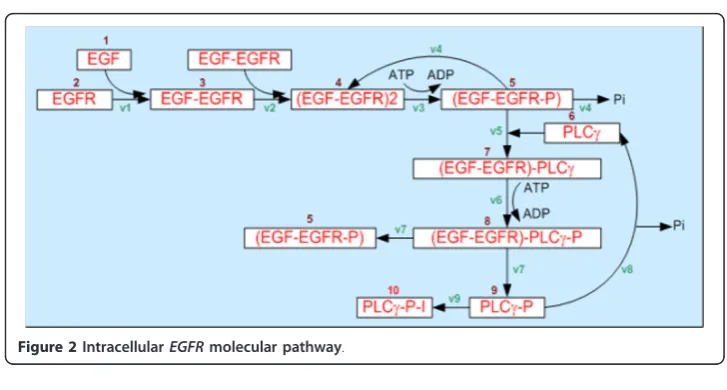 Figure 2 Intracellular EGFR molecular pathway.