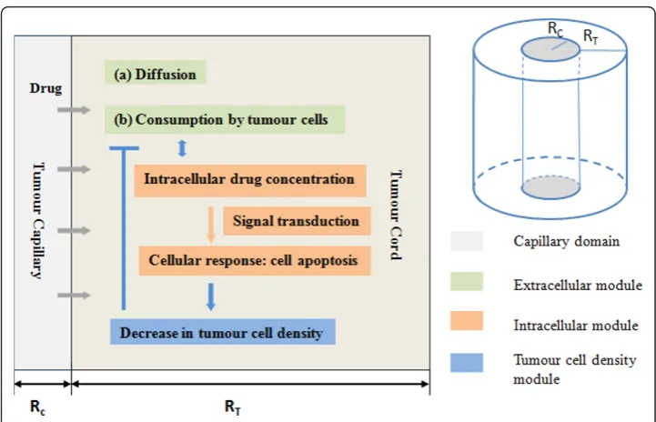 Figure 1 Diagrammatical representation of the tumour cord model (right) and the levels ofdescription incorporated in the modelling framework (left).